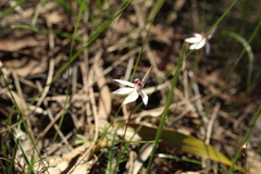 Caladenia saccharata