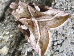 Eucarta virgo
