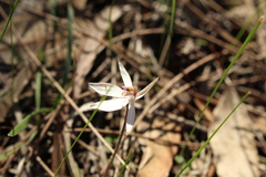 Caladenia saccharata