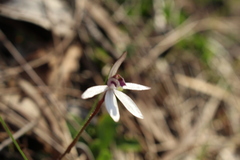 Caladenia saccharata