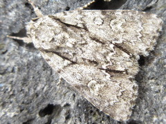 Acronicta adaucta