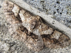 Satoblephara parvularia