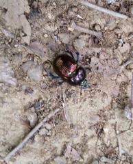 Phelotrupes auratus