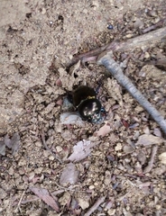 Phelotrupes auratus