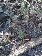 Pterostylis melagramma