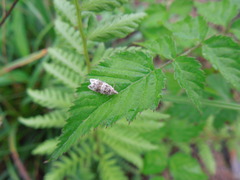 Syricoris