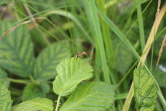 Sphaerophoria scripta