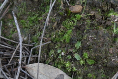 Lethocolea