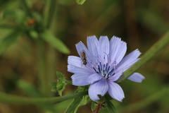 Diptera