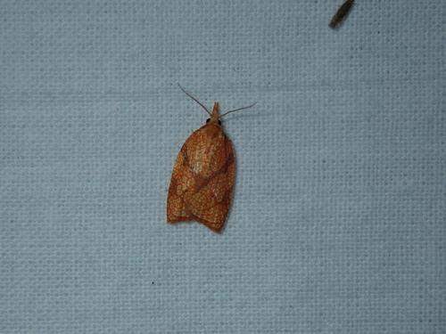 Reticulated Fruitworm Moth photo 6