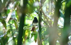 Terpsiphone atrocaudata