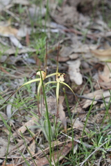 Caladenia xantha