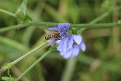 Apis mellifera