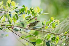 Phylloscopus plumbeitarsus