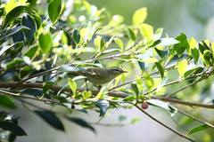 Phylloscopus plumbeitarsus