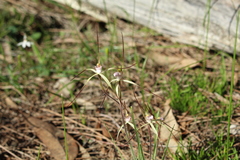 Caladenia polychroma
