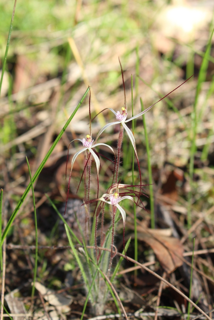 Caladenia varians