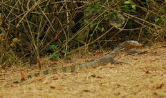 Varanus salvator macromaculatus