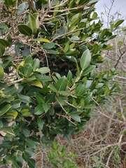 Chionanthus foveolatus