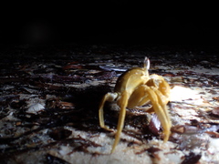 Ocypode fabricii