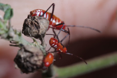 Dysdercus