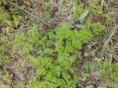 Annesorhiza macrocarpa