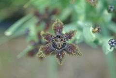 Ferraria crispa