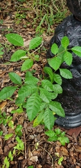 Schinus terebinthifolia