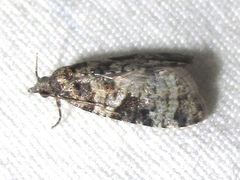 Apotomis infida