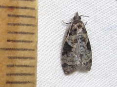 Apotomis infida
