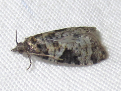 Apotomis infida