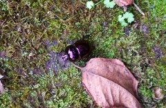 Phelotrupes auratus