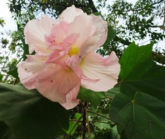 Hibiscus mutabilis