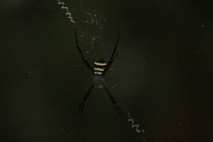 Argiope aetherea