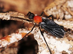 Plecia americana
