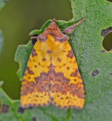 Pink-barred Sallow