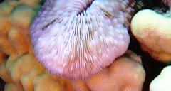 Lobactis scutaria