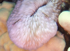 Lobactis scutaria