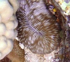Lobactis scutaria