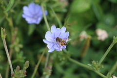 Eristalis tenax