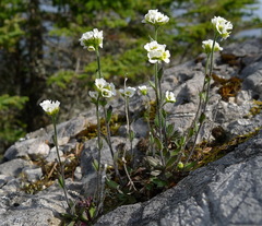 Draba glabella