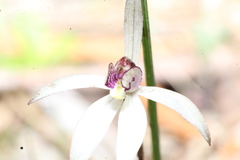 Caladenia saccharata