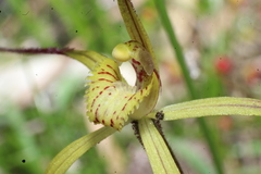 Caladenia xantha