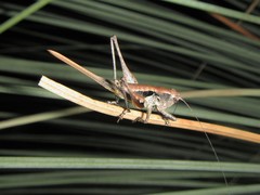Nanodectes harpax