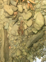 Austropotamobius pallipes