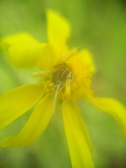 Senecio littoreus