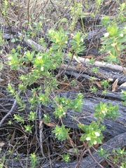 Pimelea leptospermoides