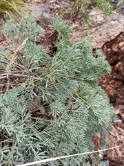 Phlojodicarpus sibiricus