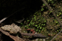 Fissidens taylorii