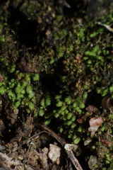 Fissidens taylorii